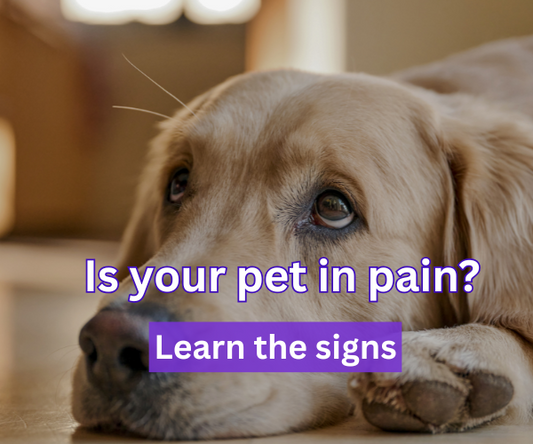 10 Signs Your Pet May Be in Pain (and How to Help Naturally)