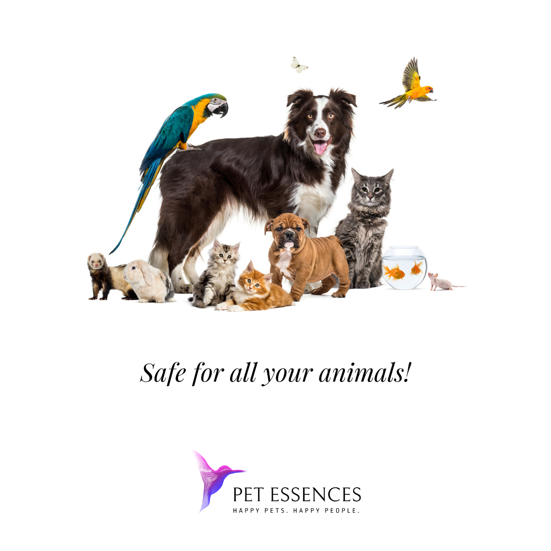 Pet Essences Calming Solution for Dogs, Cats, Horses and more