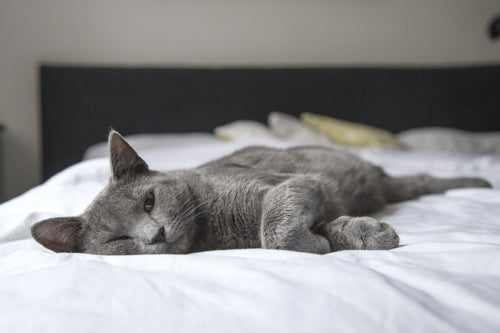 Signs of Illness in Cats