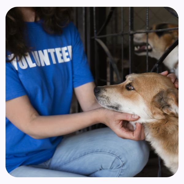 Flower Essences For Animal Rescue